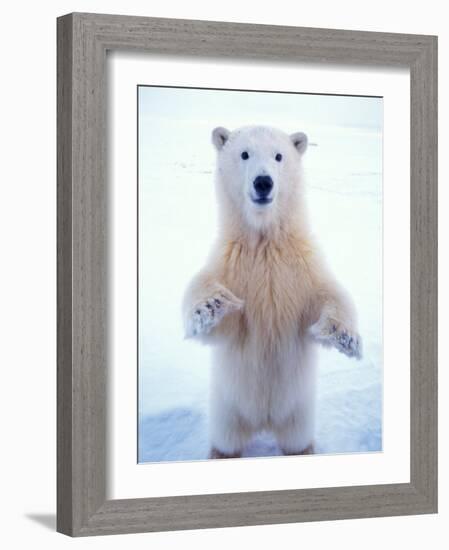 Polar Bear Standing on Pack Ice of the Arctic Ocean, Arctic National Wildlife Refuge, Alaska, USA-Steve Kazlowski-Framed Photographic Print