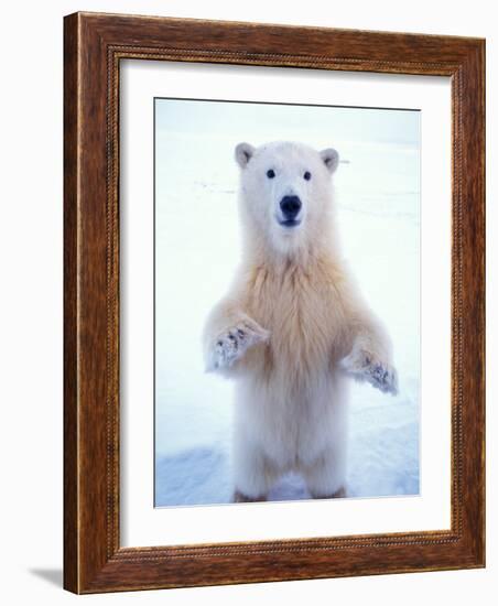 Polar Bear Standing on Pack Ice of the Arctic Ocean, Arctic National Wildlife Refuge, Alaska, USA-Steve Kazlowski-Framed Photographic Print