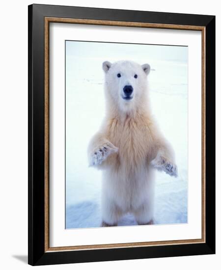 Polar Bear Standing on Pack Ice of the Arctic Ocean, Arctic National Wildlife Refuge, Alaska, USA-Steve Kazlowski-Framed Photographic Print