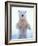 Polar Bear Standing on Pack Ice of the Arctic Ocean, Arctic National Wildlife Refuge, Alaska, USA-Steve Kazlowski-Framed Photographic Print