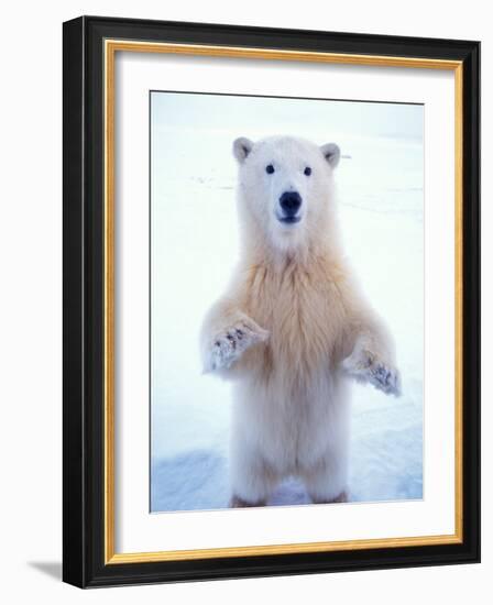 Polar Bear Standing on Pack Ice of the Arctic Ocean, Arctic National Wildlife Refuge, Alaska, USA-Steve Kazlowski-Framed Photographic Print