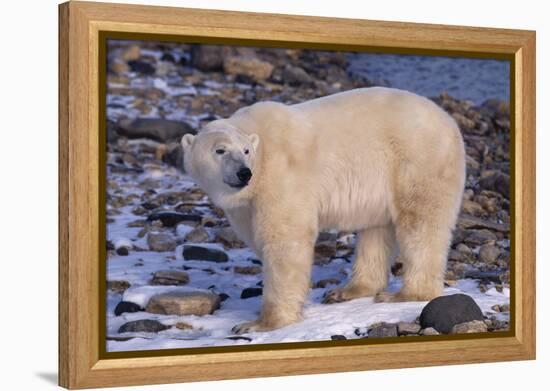 Polar Bear Standing on Rocks-DLILLC-Framed Premier Image Canvas