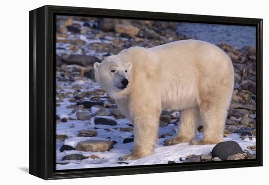 Polar Bear Standing on Rocks-DLILLC-Framed Premier Image Canvas