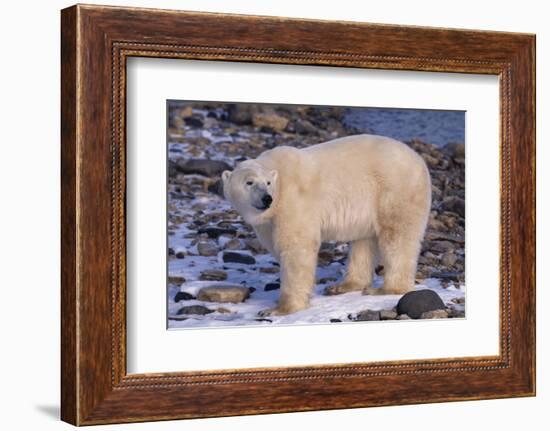 Polar Bear Standing on Rocks-DLILLC-Framed Photographic Print