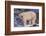 Polar Bear Standing on Rocks-DLILLC-Framed Photographic Print