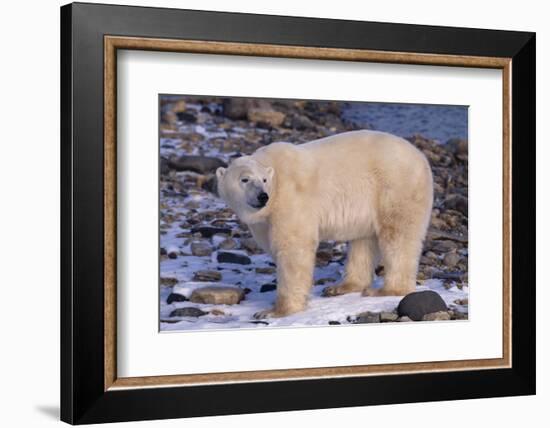 Polar Bear Standing on Rocks-DLILLC-Framed Photographic Print