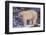 Polar Bear Standing on Rocks-DLILLC-Framed Photographic Print