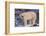 Polar Bear Standing on Rocks-DLILLC-Framed Photographic Print