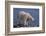 Polar Bear Standing on Rocky Beach-DLILLC-Framed Photographic Print