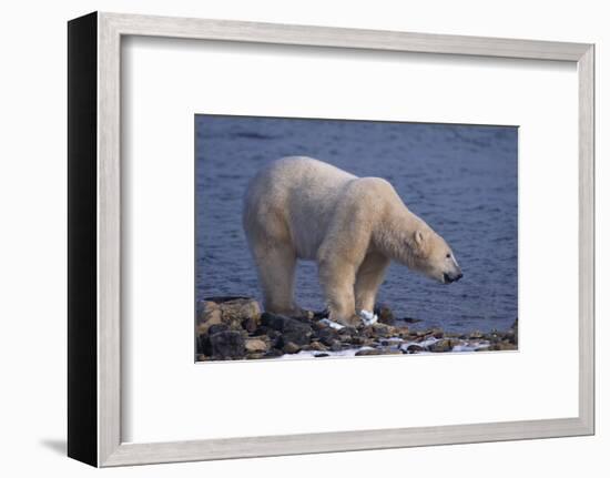 Polar Bear Standing on Rocky Beach-DLILLC-Framed Photographic Print