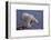 Polar Bear Standing on Rocky Beach-DLILLC-Framed Photographic Print