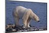Polar Bear Standing on Rocky Beach-DLILLC-Mounted Photographic Print