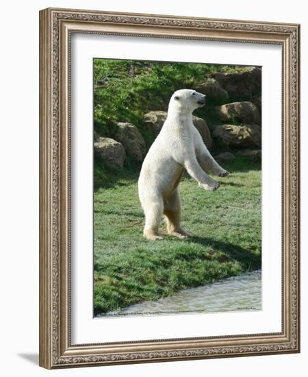 Polar Bear Standing Up Full Bleed-Martin Fowkes-Framed Giclee Print