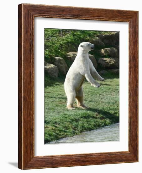 Polar Bear Standing Up Full Bleed-Martin Fowkes-Framed Giclee Print