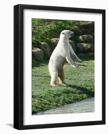 Polar Bear Standing Up Full Bleed-Martin Fowkes-Framed Giclee Print