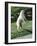 Polar Bear Standing Up Full Bleed-Martin Fowkes-Framed Giclee Print