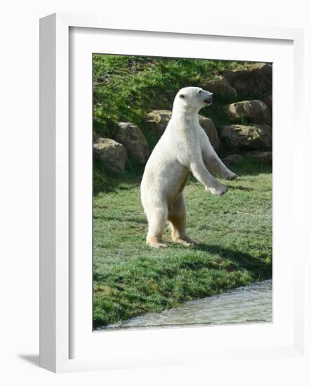 Polar Bear Standing Up Full Bleed-Martin Fowkes-Framed Giclee Print