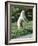 Polar Bear Standing Up Full Bleed-Martin Fowkes-Framed Giclee Print