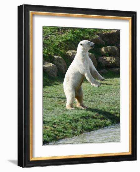 Polar Bear Standing Up Full Bleed-Martin Fowkes-Framed Giclee Print