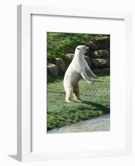 Polar Bear Standing Up-Martin Fowkes-Framed Giclee Print