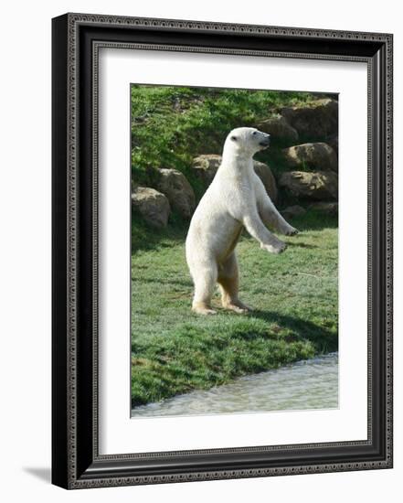 Polar Bear Standing Up-Martin Fowkes-Framed Giclee Print