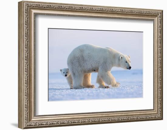 Polar bear standing with cub peering out behind, Norway-Danny Green-Framed Photographic Print