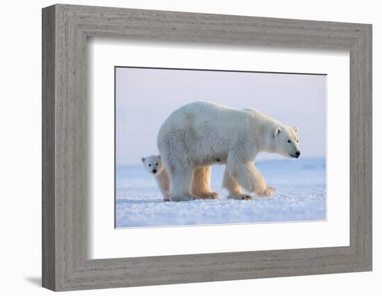 Polar bear standing with cub peering out behind, Norway-Danny Green-Framed Photographic Print