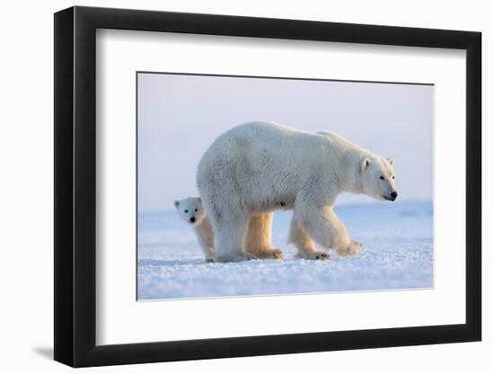 Polar bear standing with cub peering out behind, Norway-Danny Green-Framed Photographic Print