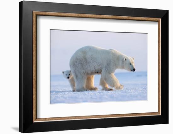 Polar bear standing with cub peering out behind, Norway-Danny Green-Framed Photographic Print