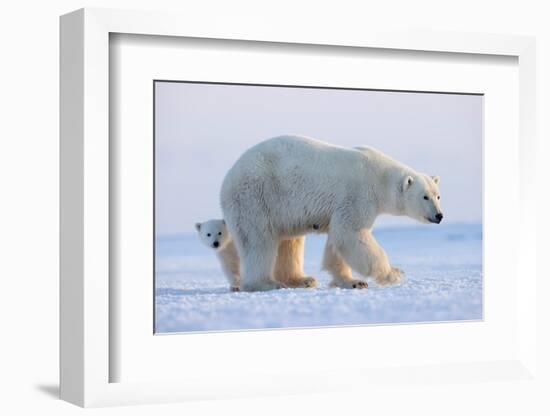 Polar bear standing with cub peering out behind, Norway-Danny Green-Framed Photographic Print