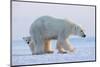 Polar bear standing with cub peering out behind, Norway-Danny Green-Mounted Photographic Print