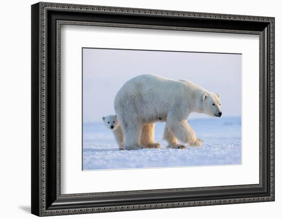 Polar bear standing with cub peering out behind, Norway-Danny Green-Framed Photographic Print