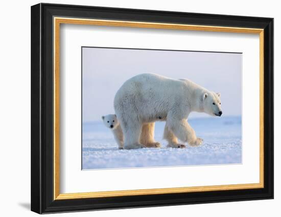 Polar bear standing with cub peering out behind, Norway-Danny Green-Framed Photographic Print