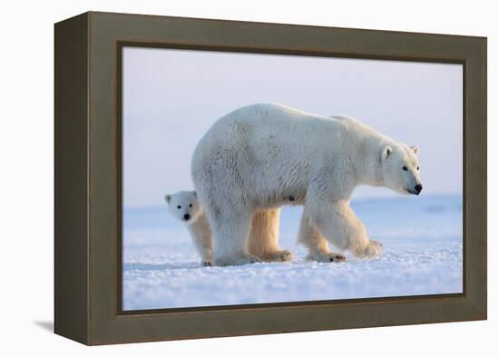 Polar bear standing with cub peering out behind, Norway-Danny Green-Framed Premier Image Canvas