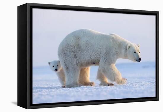 Polar bear standing with cub peering out behind, Norway-Danny Green-Framed Premier Image Canvas