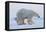 Polar bear standing with cub peering out behind, Norway-Danny Green-Framed Premier Image Canvas