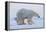 Polar bear standing with cub peering out behind, Norway-Danny Green-Framed Premier Image Canvas