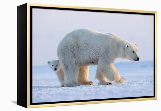 Polar bear standing with cub peering out behind, Norway-Danny Green-Framed Premier Image Canvas