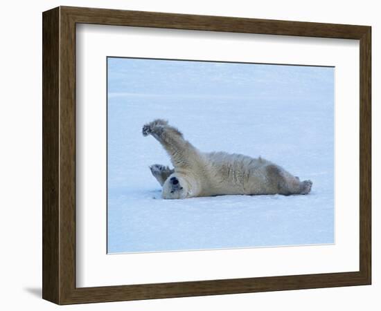 Polar Bear Stretching-George Lepp-Framed Photographic Print