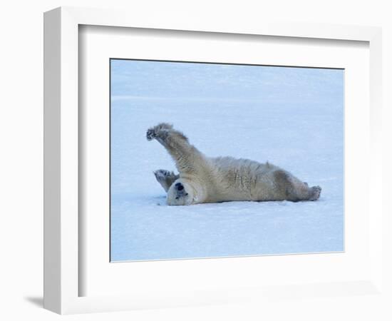 Polar Bear Stretching-George Lepp-Framed Photographic Print