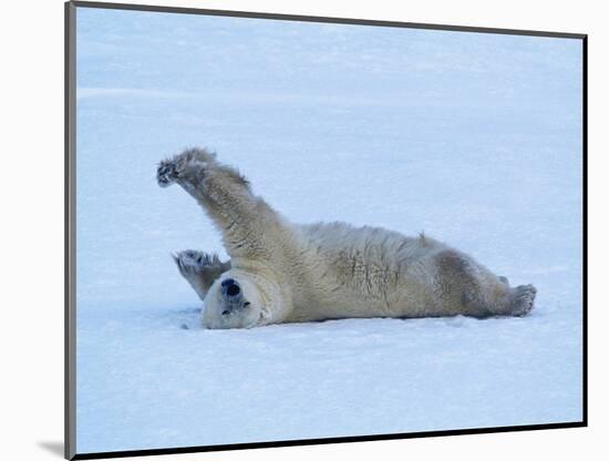 Polar Bear Stretching-George Lepp-Mounted Photographic Print