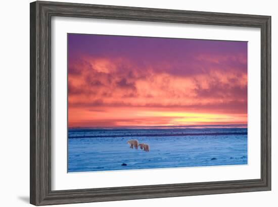 Polar Bear Sunset-Howard Ruby-Framed Photographic Print