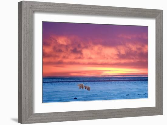 Polar Bear Sunset-Howard Ruby-Framed Photographic Print