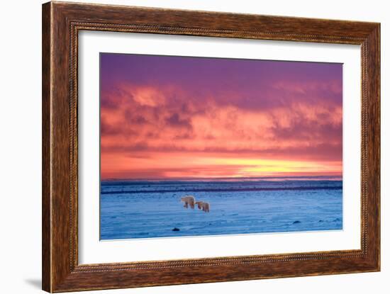 Polar Bear Sunset-Howard Ruby-Framed Photographic Print