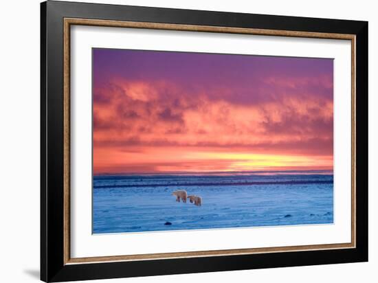 Polar Bear Sunset-Howard Ruby-Framed Photographic Print
