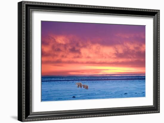 Polar Bear Sunset-Howard Ruby-Framed Photographic Print