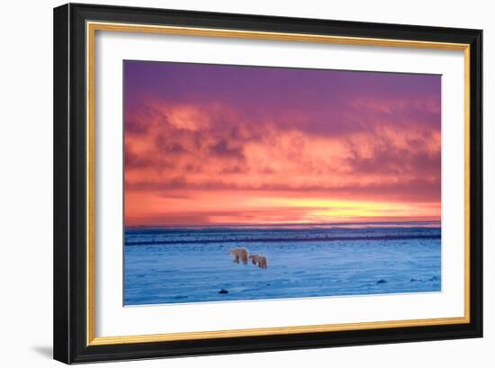 Polar Bear Sunset-Howard Ruby-Framed Photographic Print