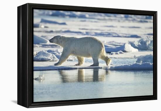 Polar Bear, Svalbard, Norway-Paul Souders-Framed Premier Image Canvas