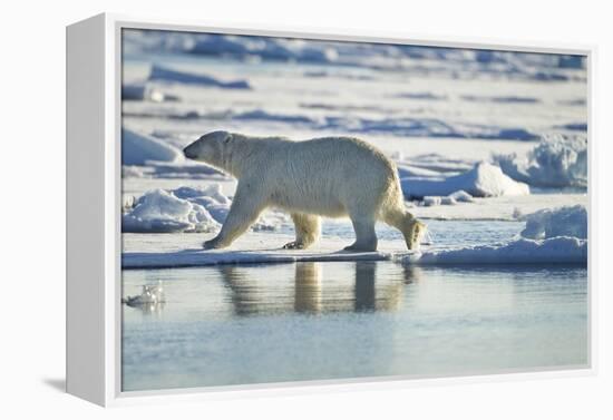 Polar Bear, Svalbard, Norway-Paul Souders-Framed Premier Image Canvas