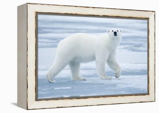 Polar Bear, Svalbard, Norway-null-Framed Premier Image Canvas